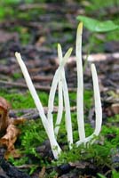 This mushroom can also be found growing in moss. Notice the yellow tips as they dry out. 